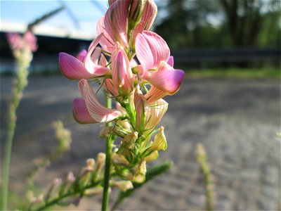 Saat-Esparsette (Onobrychis viciifolia) in Saarbrücken