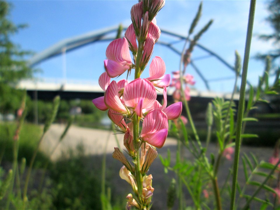 Saat-Esparsette (Onobrychis viciifolia) nahe der Ostspange in Saarbrücken