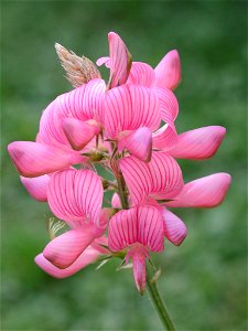Onobrychis viciifolia Scop., Blüte, identifiziert mit Pl@ntNet