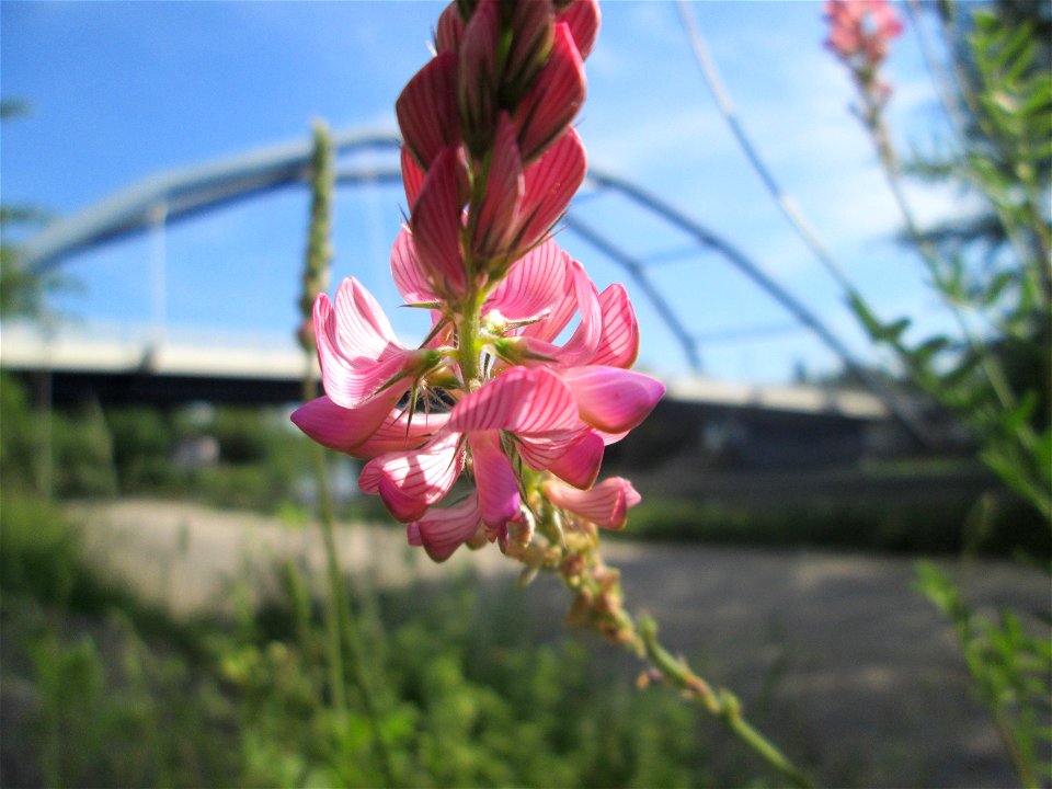 Saat-Esparsette (Onobrychis viciifolia) nahe der Ostspange in Saarbrücken