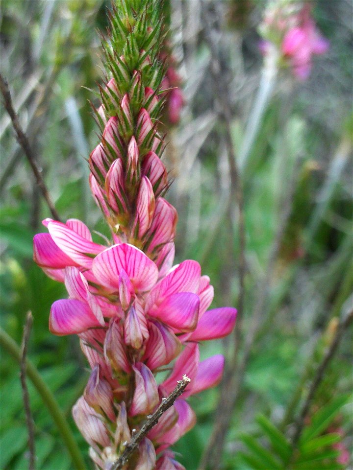 Onobrychis viciifolia Flowers Close up, Campo de Calatrava, Spain