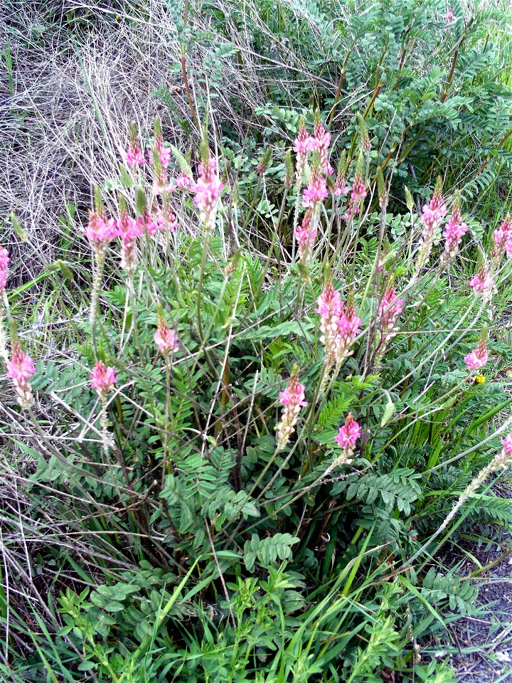 Onobrychis viciifolia Habitus, Campo de Calatrava, Spain