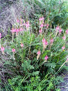 Onobrychis viciifolia Habitus, Campo de Calatrava, Spain