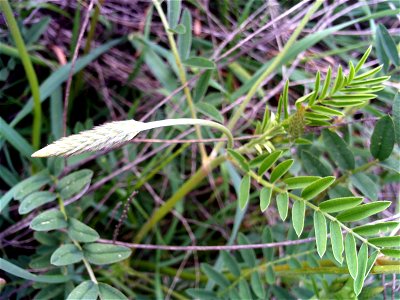 Onobrychis viciifolia inflorescence bud, Campo de Calatrava, Spain