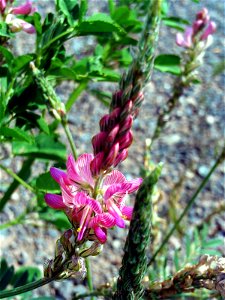 Onobrychis viciifolia Inflorescence, flowers Close up, Campo de Calatrava, Spain
