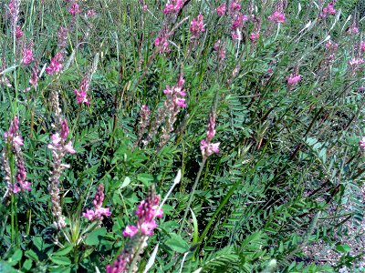 Onobrychis viciifolia habitus, Campo de Calatrava, Spain