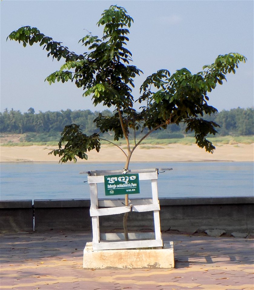 Dalbergia cochinchinensis in Kratie, Cambodia