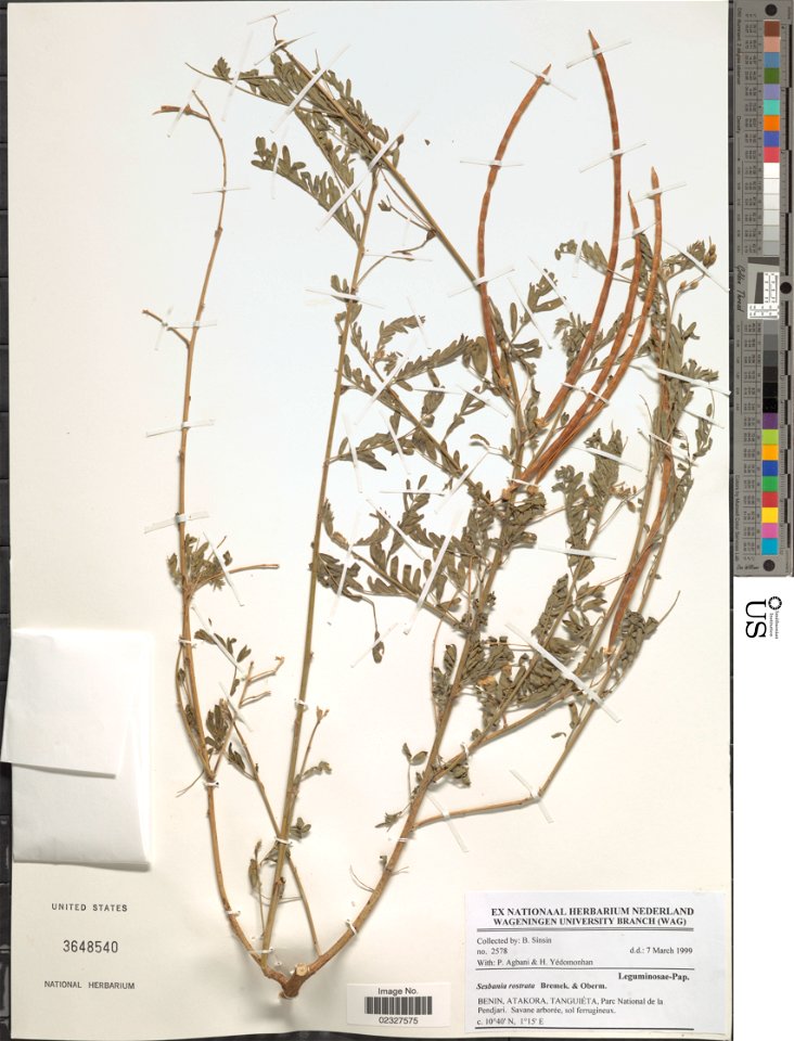 *Sesbania rostrata Bremek. & Oberm.
Object Details
Biogeographical Region
22 - West Tropical Africa
Collector
B. Sinsin
P. Agbani
H. Yedomonhan
Record Last Modified
28 Dec 2017
Specimen Count
1
Co