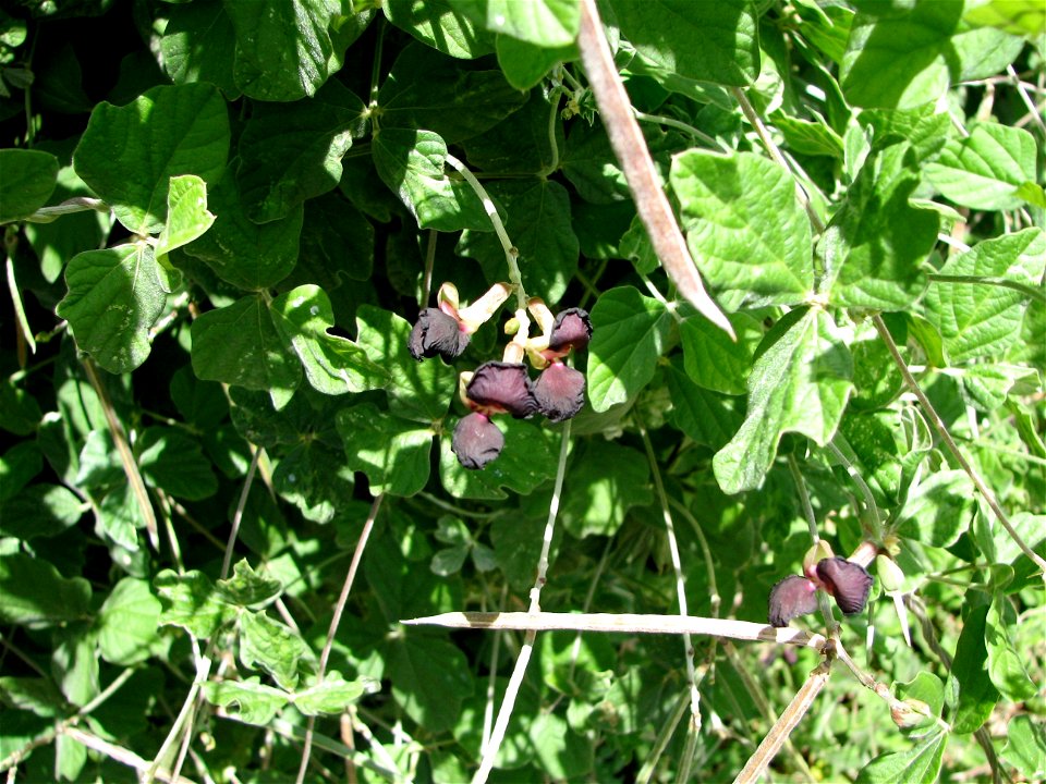 Macroptilium atropurpureum