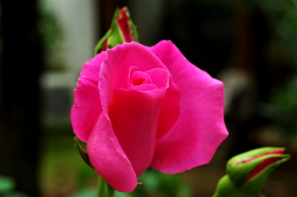 Flower rosa pink rose