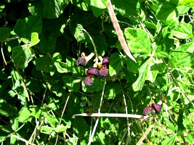 Macroptilium atropurpureum