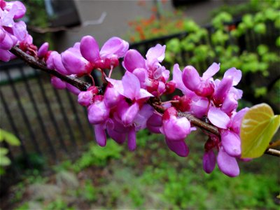 ハナズオウ[花蘇芳][Cercis chinensis]-花