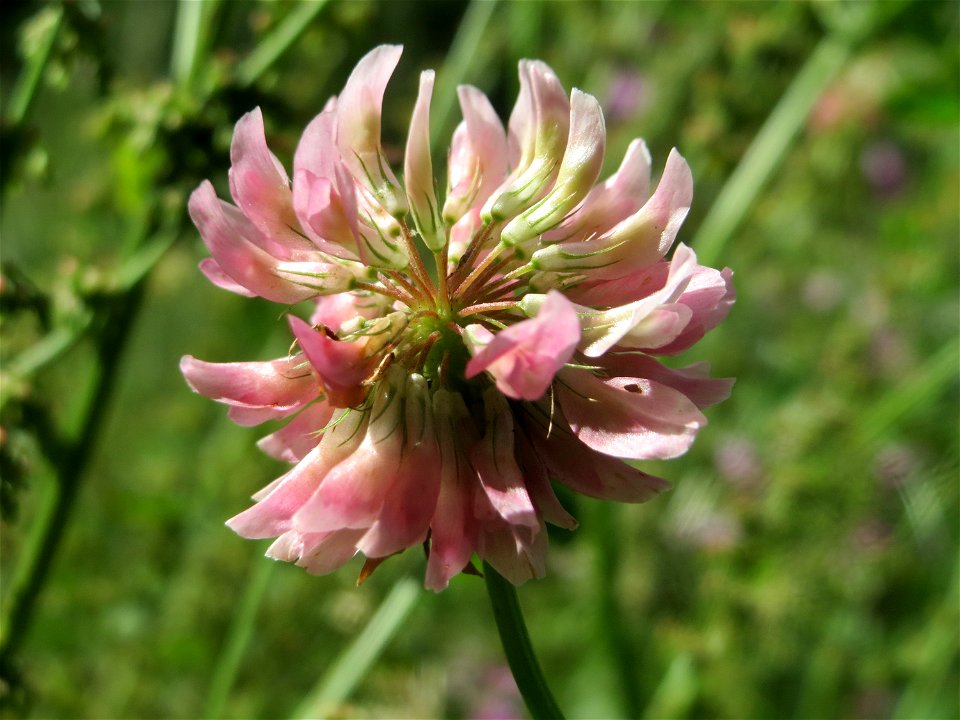 Schweden-Klee (Trifolium hybridum) an der Saar in Saarbrücken