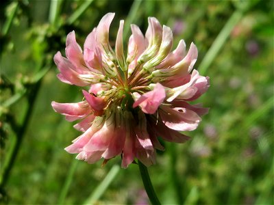 Schweden-Klee (Trifolium hybridum) an der Saar in Saarbrücken