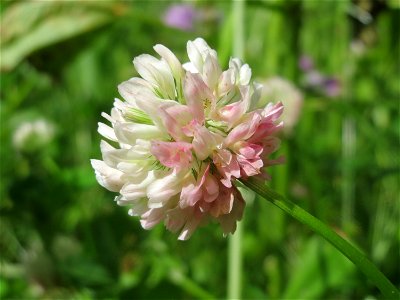 Schweden-Klee (Trifolium hybridum) an der Saar in Saarbrücken