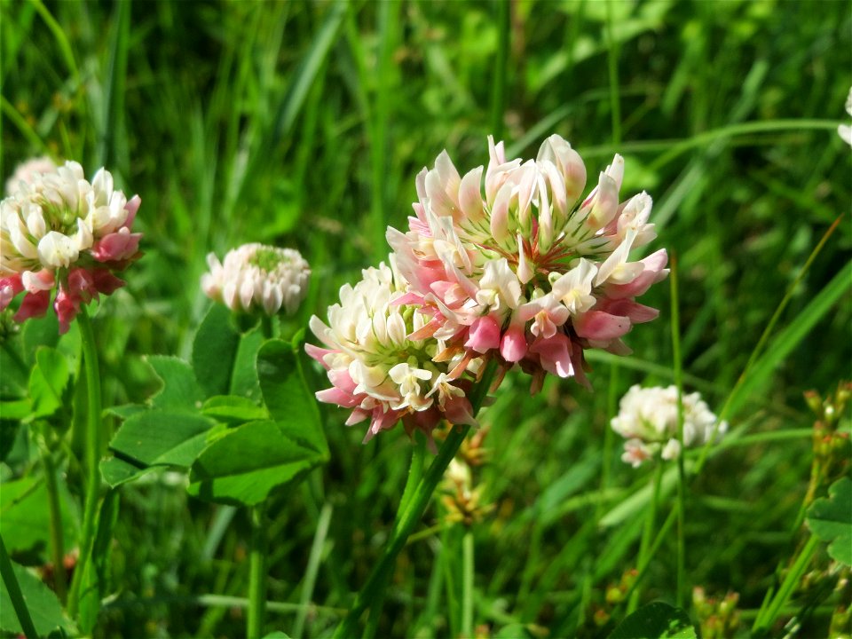 Schweden-Klee (Trifolium hybridum) im Naturschutzgebiet „St. Arnualer Wiesen“