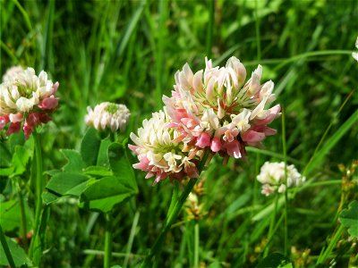 Schweden-Klee (Trifolium hybridum) im Naturschutzgebiet „St. Arnualer Wiesen“