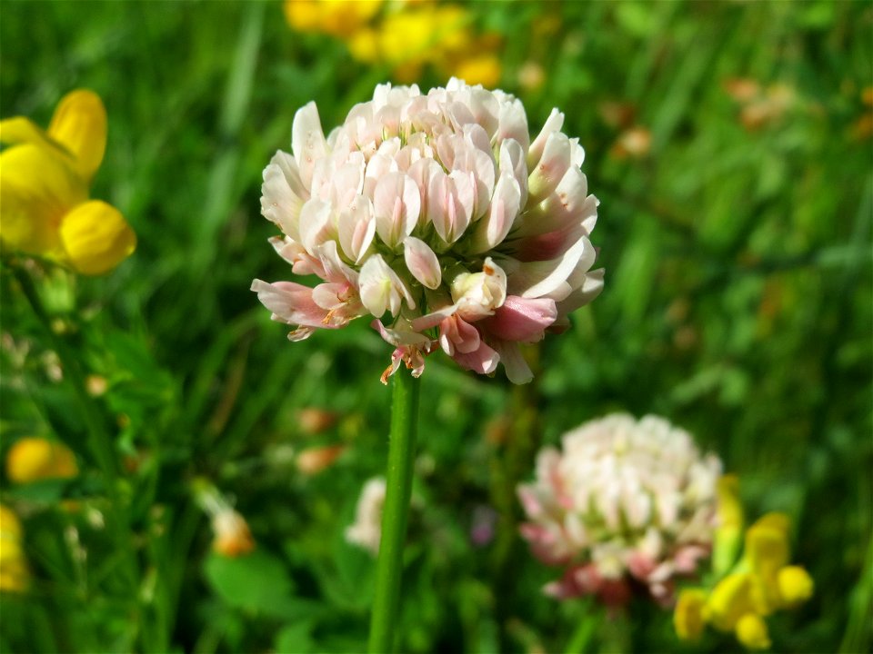 Schweden-Klee (Trifolium hybridum) im Naturschutzgebiet „St. Arnualer Wiesen“