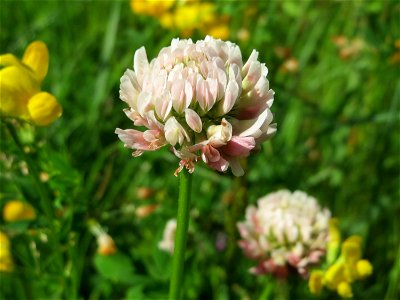 Schweden-Klee (Trifolium hybridum) im Naturschutzgebiet „St. Arnualer Wiesen“