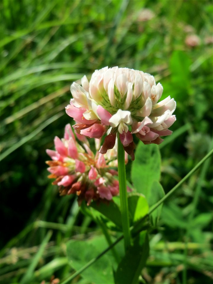Schweden-Klee (Trifolium hybridum) im Naturschutzgebiet „St. Arnualer Wiesen“