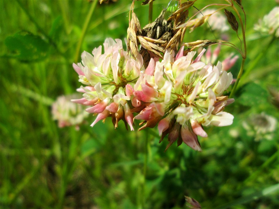 Schweden-Klee (Trifolium hybridum) im Naturschutzgebiet "St. Arnualer Wiesen"