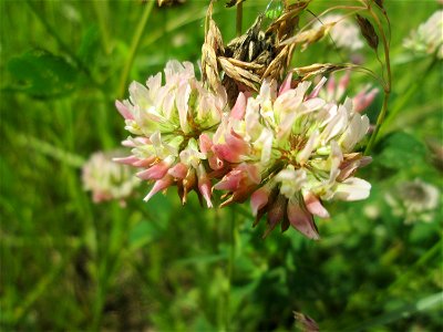 Schweden-Klee (Trifolium hybridum) im Naturschutzgebiet "St. Arnualer Wiesen"