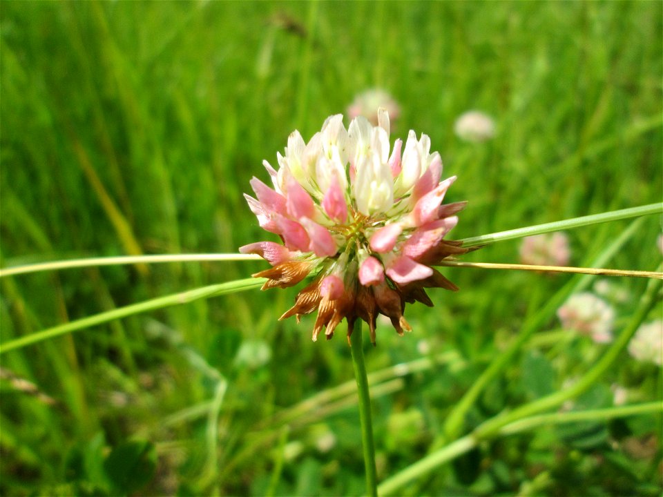 Schweden-Klee (Trifolium hybridum) im Naturschutzgebiet "St. Arnualer Wiesen"