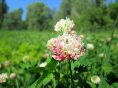 Schweden-Klee (Trifolium hybridum) im Naturschutzgebiet „St. Arnualer Wiesen“