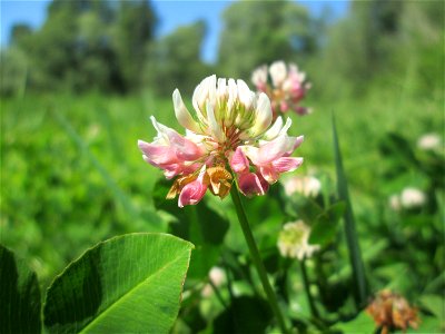 Schweden-Klee (Trifolium hybridum) im Naturschutzgebiet „St. Arnualer Wiesen“