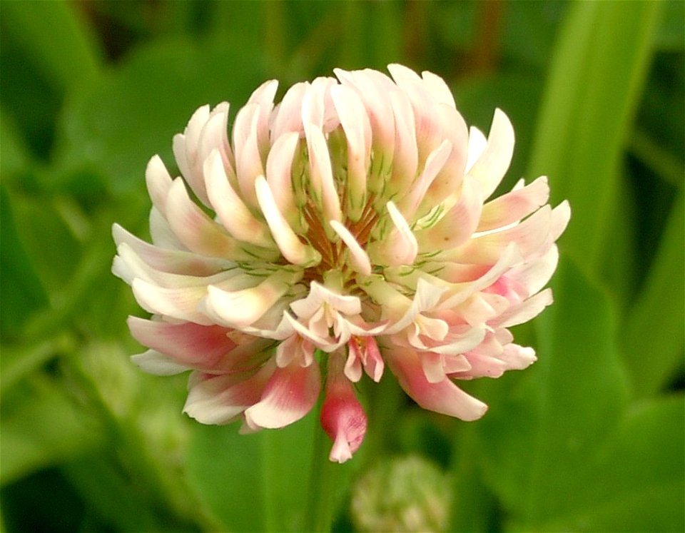 Inflorescence of Trifolium hybridum. Szczecin, NW Poland.
