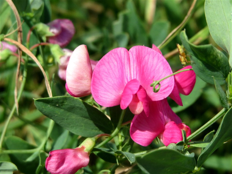 Knollen-Platterbse (Lathyrus tuberosus) bei Wiesbaden-Nordenstadt