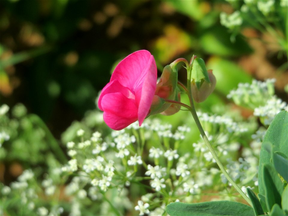 Knollen-Platterbse (Lathyrus tuberosus) bei Wiesbaden-Nordenstadt