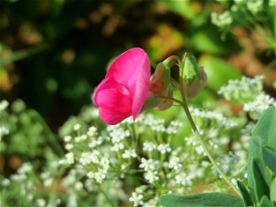 Knollen-Platterbse (Lathyrus tuberosus) bei Wiesbaden-Nordenstadt