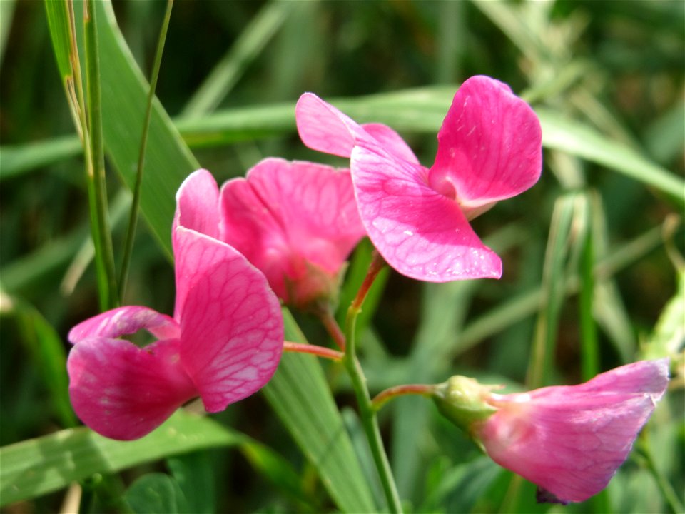 Knollen-Platterbse (Lathyrus tuberosus) bei Wiesbaden-Nordenstadt