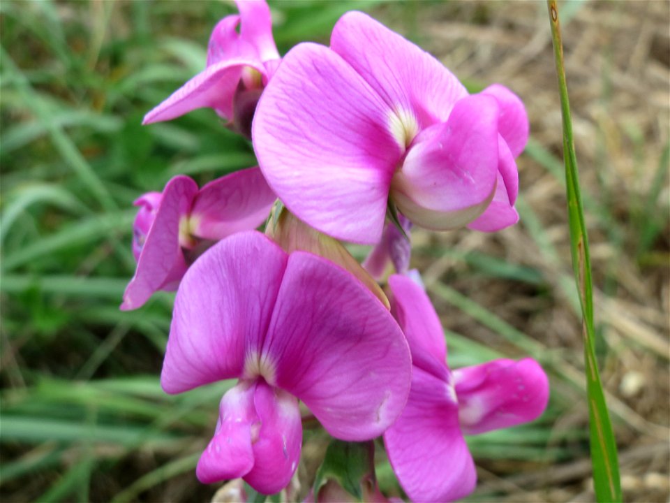 Knollen-Platterbse (Lathyrus tuberosus) an der Steinern Straße (Elisabethenstraße) bei Mainz-Kastel