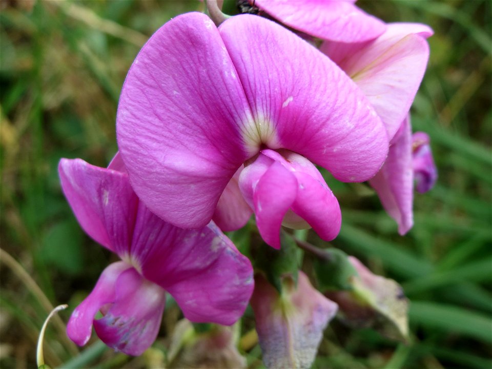 Knollen-Platterbse (Lathyrus tuberosus) an der Steinern Straße (Elisabethenstraße) bei Mainz-Kastel
