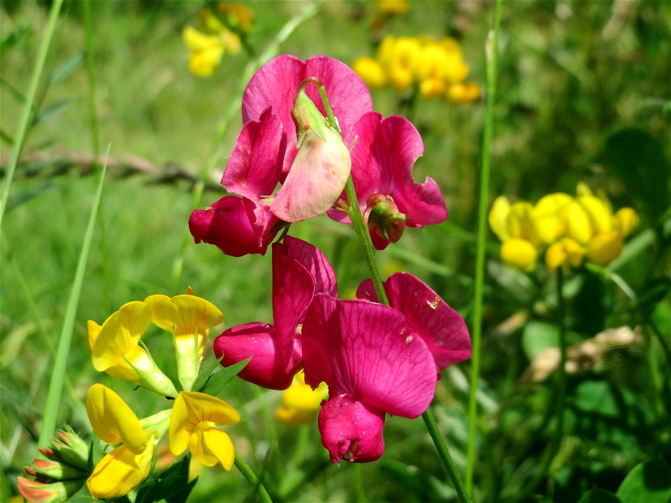 Knollen-Platterbse (Lathyrus tuberosus) in Saarbrücken
