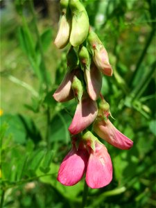 Knollen-Platterbse (Lathyrus tuberosus) in Saarbrücken