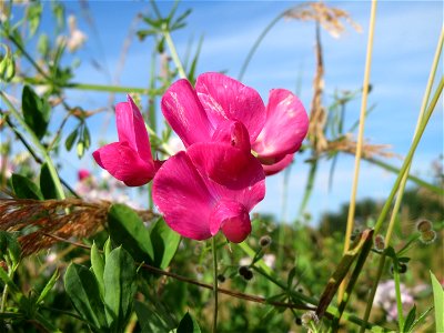 Knollen-Platterbse (Lathyrus tuberosus) bei Nußloch