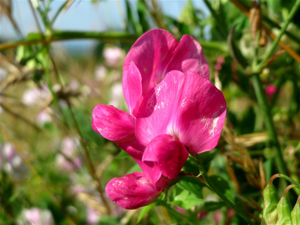 Knollen-Platterbse (Lathyrus tuberosus) bei Nußloch