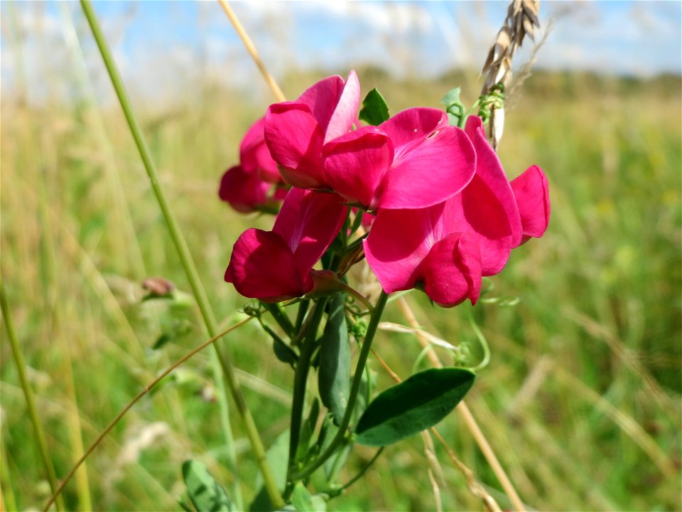 Knollen-Platterbse (Lathyrus tuberosus) im Landschaftsschutzgebiet Hockenheimer Rheinbogen