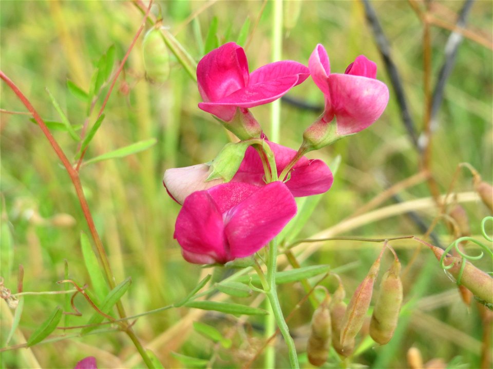 Knollen-Platterbse (Lathyrus tuberosus) im Landschaftsschutzgebiet Hockenheimer Rheinbogen