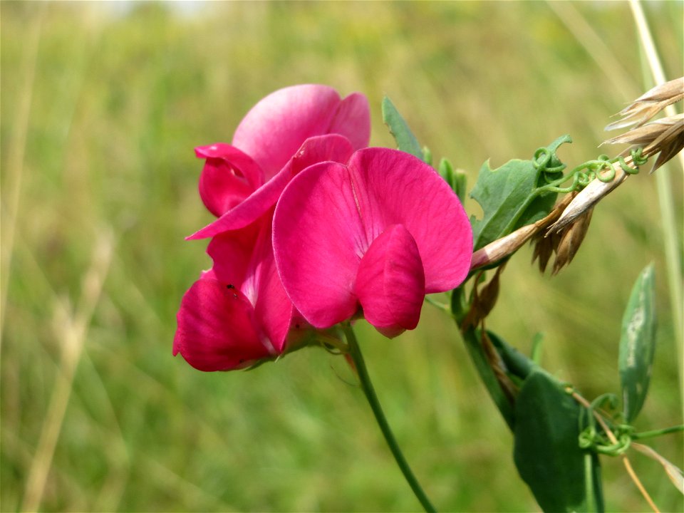 Knollen-Platterbse (Lathyrus tuberosus) im Landschaftsschutzgebiet Hockenheimer Rheinbogen