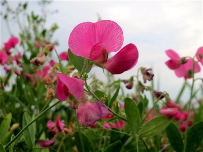 Knollen-Platterbse (Lathyrus tuberosus) bei Wiesbaden-Nordenstadt