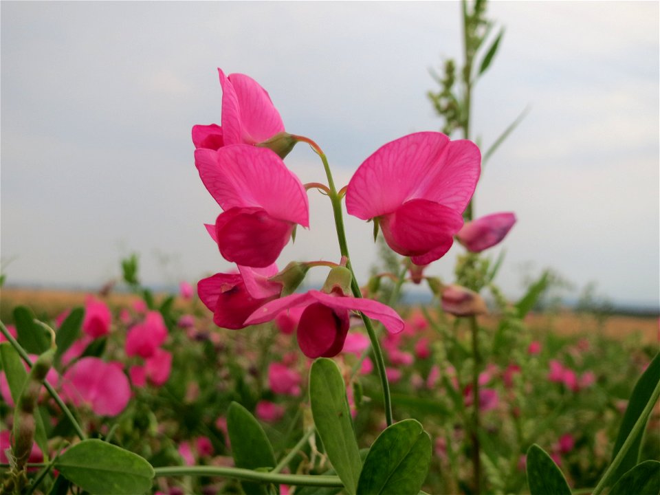 Knollen-Platterbse (Lathyrus tuberosus) bei Wiesbaden-Nordenstadt