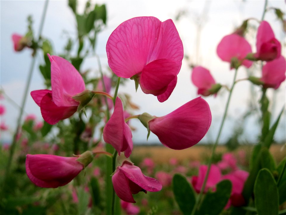 Knollen-Platterbse (Lathyrus tuberosus) bei Wiesbaden-Nordenstadt