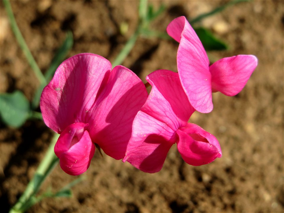 Knollen-Platterbse (Lathyrus tuberosus) bei Wiesbaden-Nordenstadt