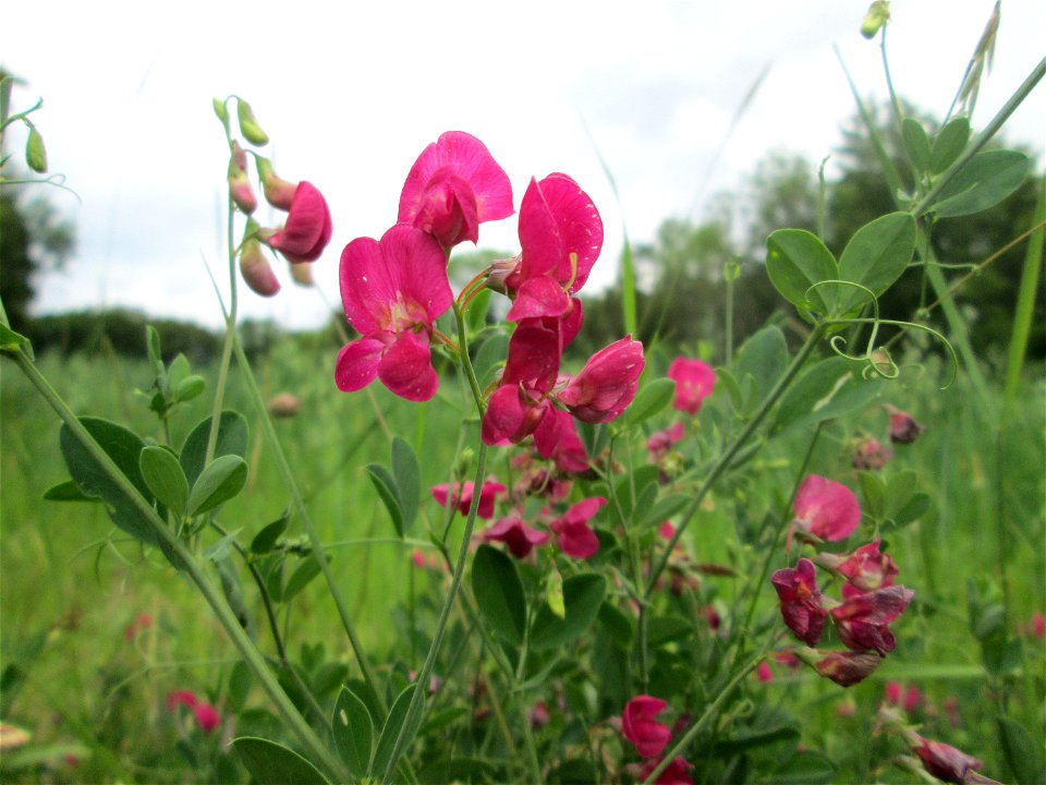 Knollen-Platterbse (Lathyrus tuberosus) auf einer typischen „Bliesgau-Wiese“ bei Fechingen