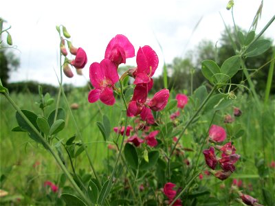 Knollen-Platterbse (Lathyrus tuberosus) auf einer typischen „Bliesgau-Wiese“ bei Fechingen
