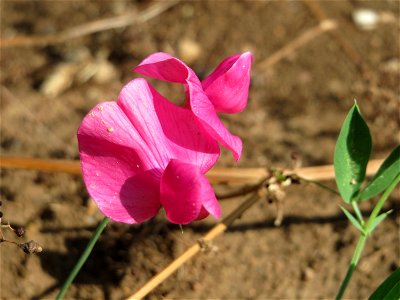 Knollen-Platterbse (Lathyrus tuberosus) bei Wiesbaden-Nordenstadt